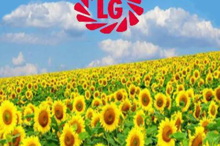 Посевной материал подсолнечника от мировых лидеров- фото № 1