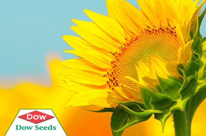 Посевной материал подсолнечника от европейских компаний производителей- фото № 1