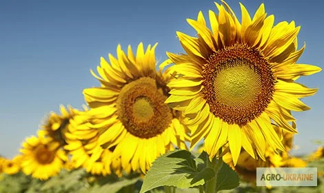Насіння гібридів соняшнику Армагедон (110 дн) Гібрид- фото № 1