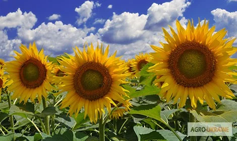 Насіння соняшнику Атілла (95 – 100 дн.) Гібрид- фото № 1