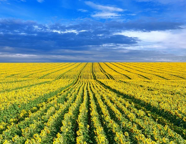 ВНИС: НОВИНКА!!! - 2018 гибрид ШЕНОН - НОВИНКА!!! Експресс - технология (50г гранстара)- фото № 1