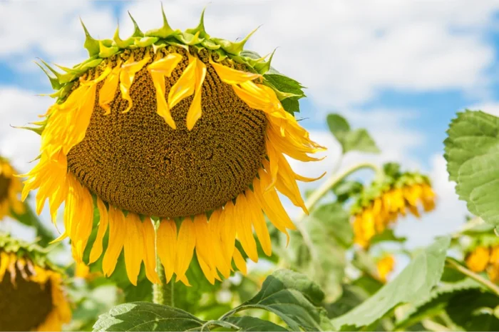 Насіння соняшника СУР ультраранній СН1- фото № 1