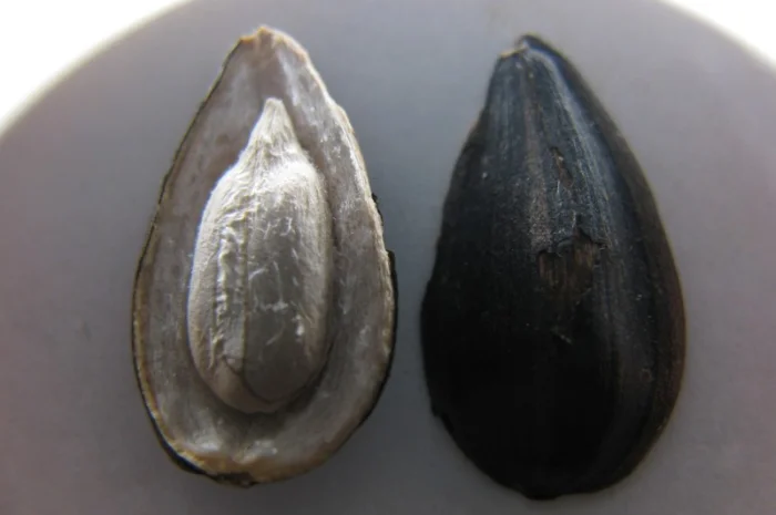 Семена подсолнечника Кларисса КЛ (Klarika CL)- фото № 2