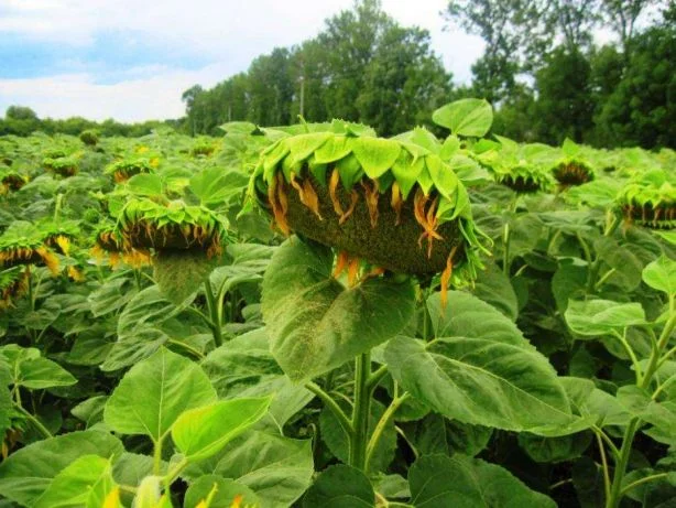 Семена подсолнечника Кларисса КЛ (Klarika CL)- фото № 6