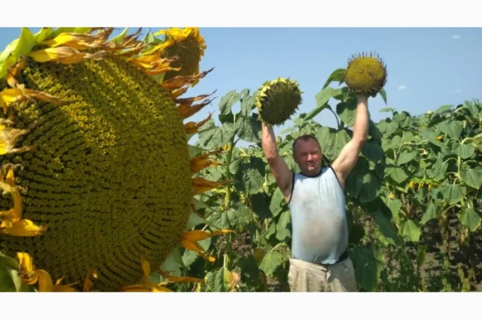 Канадский трансгенный гибрид масличный подсолнечник JAEGER F 369 насіння сонячника- фото № 6