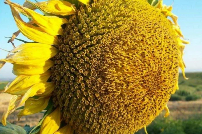 Семена подсолнечника трансгенный гибрид масличный JAEGER F 369 ОРИГИНАЛ- фото № 1