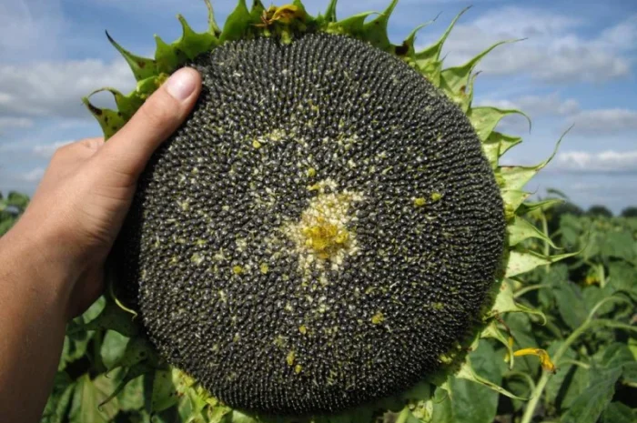 Семена подсолнечника трансгенный гибрид масличный JAEGER F 369 ОРИГИНАЛ- фото № 2