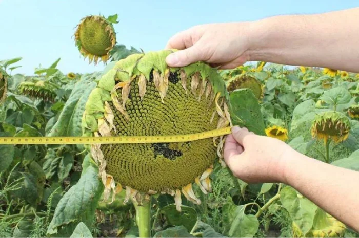 Семена подсолнечника трансгенный гибрид масличный JAEGER F 369 ОРИГИНАЛ- фото № 3