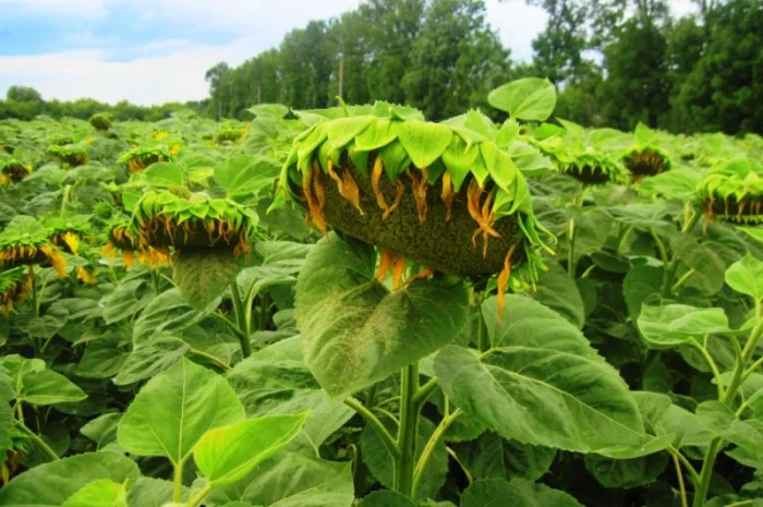 Семена Канадские Подсолнечник кондитерский MORGAN- фото № 1