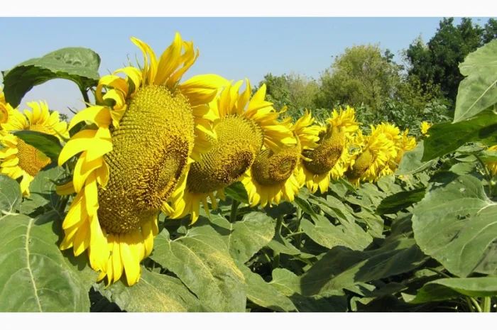 Семена Канадские Подсолнечник кондитерский MORGAN- фото № 4