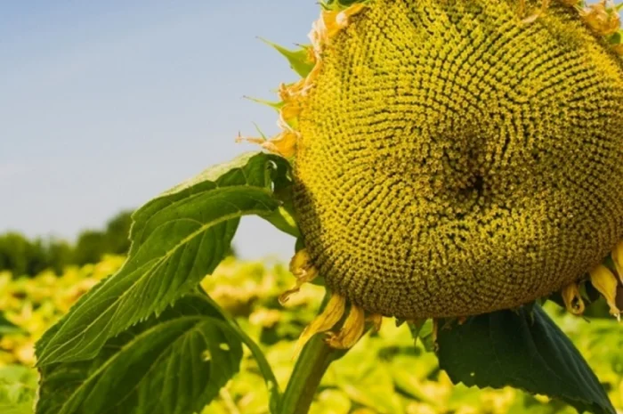 Семена Канадские Подсолнечник кондитерский MORGAN- фото № 5