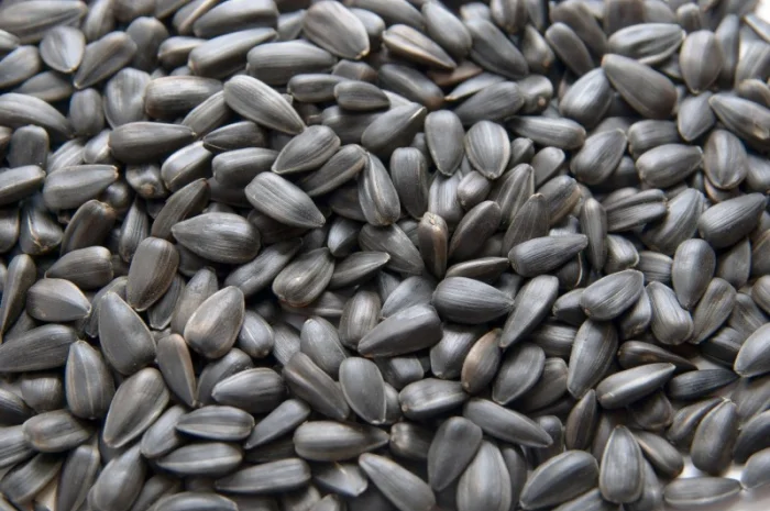 Семена подсолнечника VIKING F 696- фото № 2