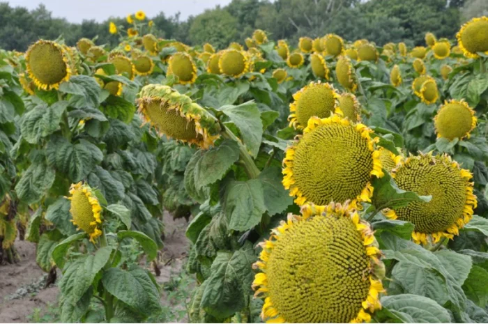 Семена подсолнечника VIKING F 696- фото № 5