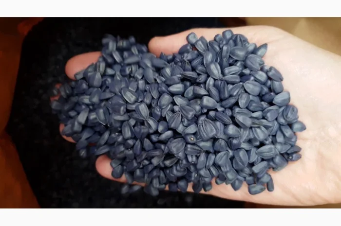 Семена подсолнечника VIKING F 696- фото № 7