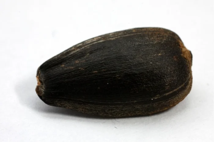 НОВЫЙ Канадский трансгенный гибрид подсолнечника SATTON 136 ОРИГИНАЛ- фото № 2