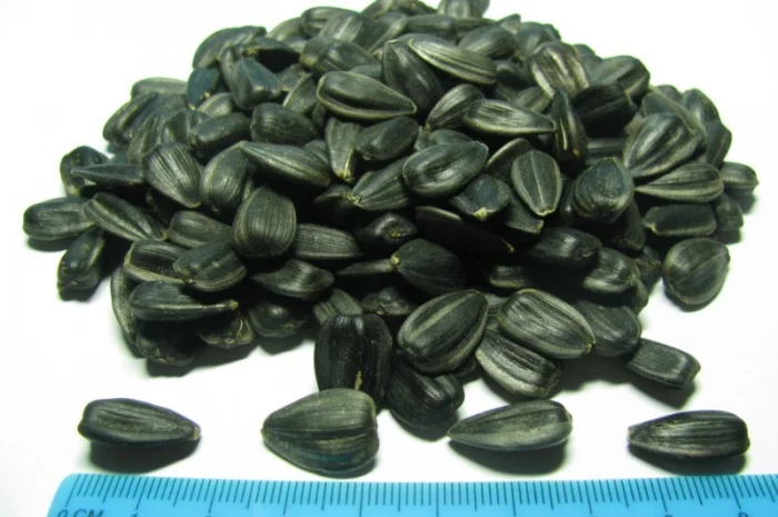 НОВЫЙ Канадский трансгенный гибрид подсолнечника SATTON 136 ОРИГИНАЛ- фото № 8