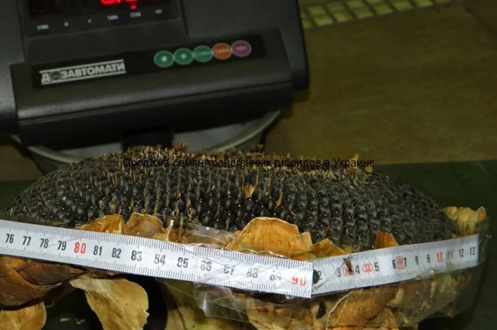 Семена подcолнечника CRESTON FS 799- фото № 6