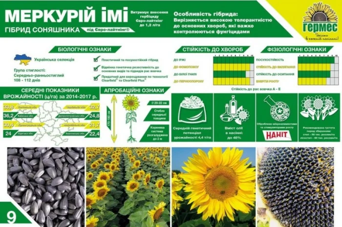 Подсолнух МЕРКУРИЙ ОР (Екстра) соняшник Меркурій ОР- фото № 2