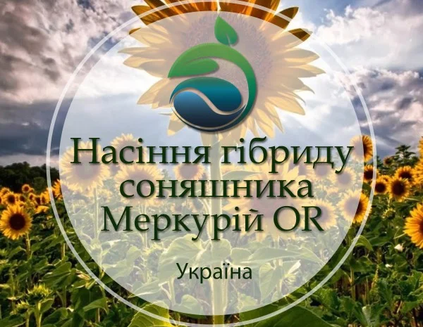 Подсолнух МЕРКУРИЙ ОР (Екстра) соняшник Меркурій ОР- фото № 3