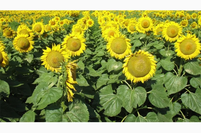 Подсолнух МЕРКУРИЙ ОР (Екстра) соняшник Меркурій ОР- фото № 4