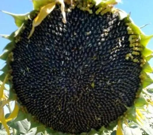 Семена подcолнечника NEWTON- фото № 1