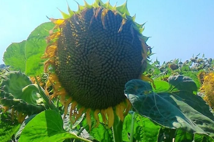 Семена подcолнечника NEWTON- фото № 2