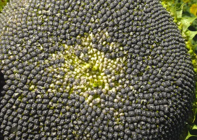 Семена подcолнечника NEWTON- фото № 3