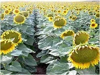 Семена подcолнечника NEWTON- фото № 4