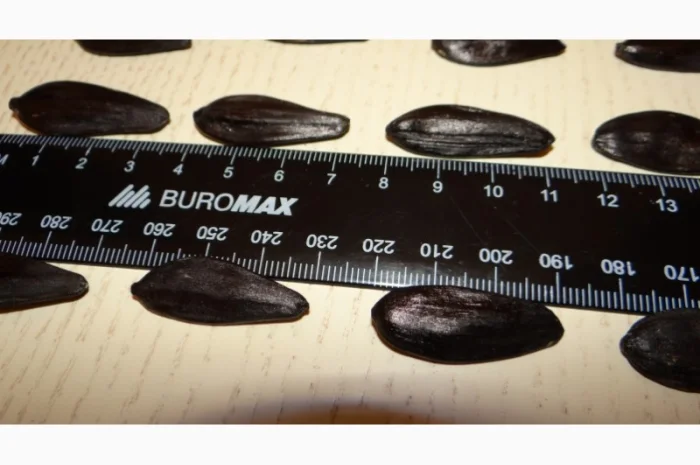 Семена подcолнечника NEWTON- фото № 6