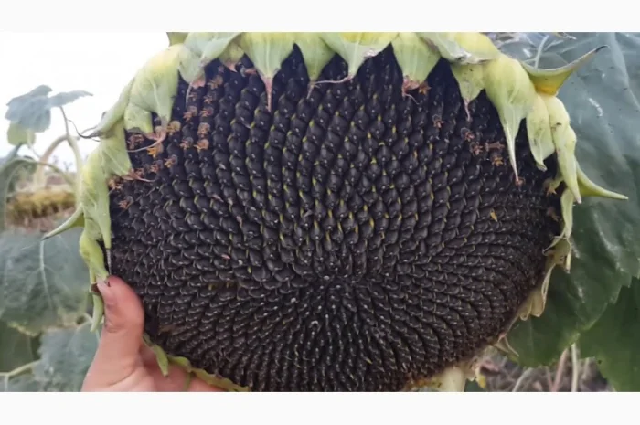 Семена подcолнечника NEWTON- фото № 7