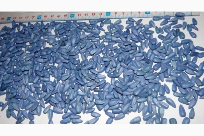 Семена подсолнечника "ИМЕРИЯ КС*" (КОССАД СЕМАНС)- фото № 5