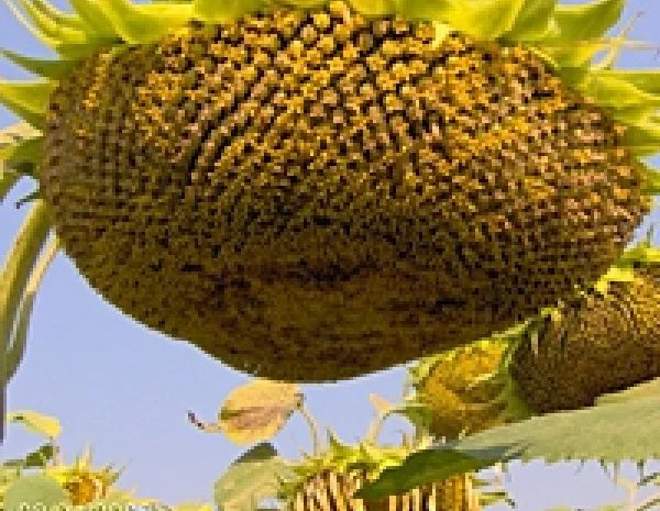 Семена подсолнечника Велком- фото № 3