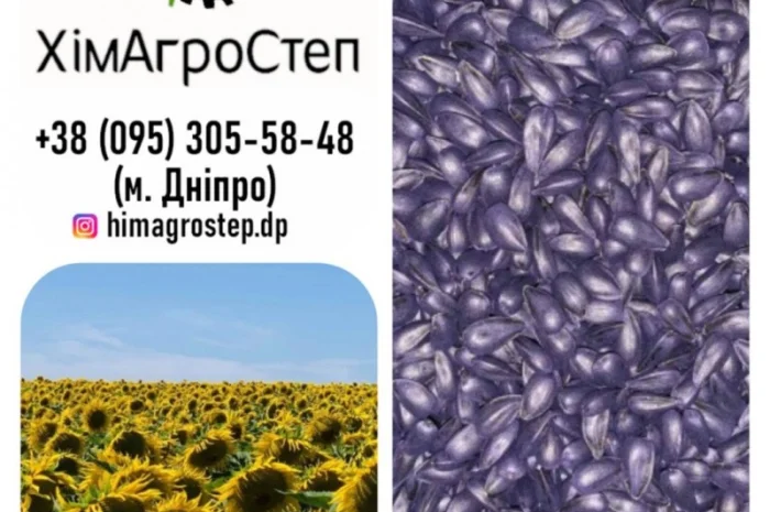 Насіння соняшника, гібрид ГУСЛЯР (повна стиглість 105 діб.)- фото № 1