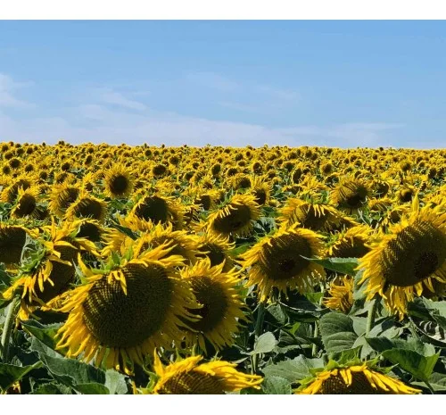 Насіння соняшника, гібрид ГУСЛЯР (повна стиглість 105 діб.)- фото № 3