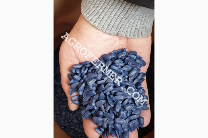 Семена подсолнечника LEBRON- фото № 1