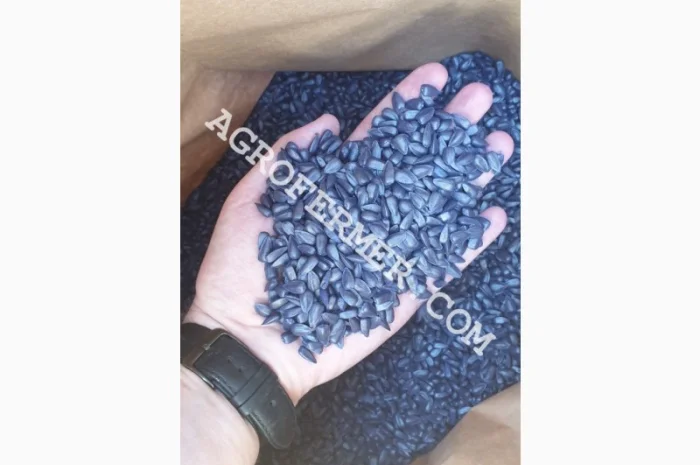 Канадский трансгенный гибрид масличного подсолнечника CARRON (под Евро Лайтинг)- фото № 1