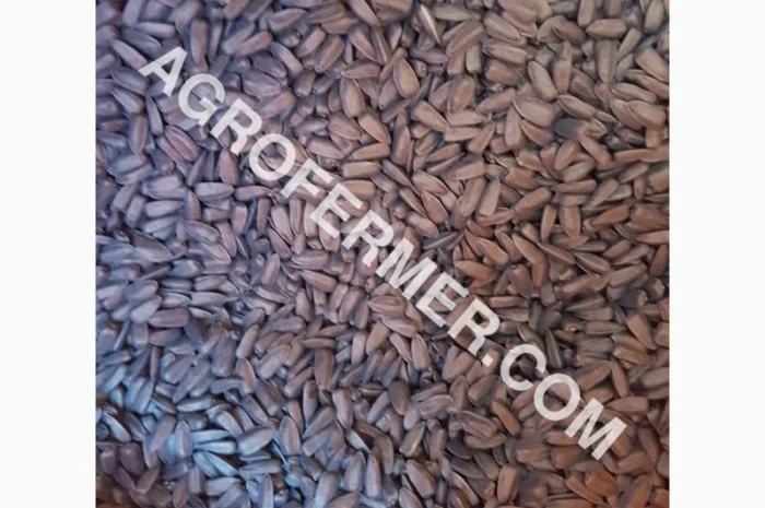 Семена подсолнечника PAYTON F 236 (под гранстар) канадский трансгенный гибрид- фото № 1