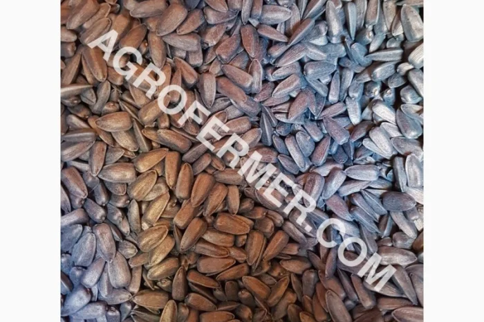 Семена подсолнечника PAYTON F 236 (под гранстар) канадский трансгенный гибрид- фото № 2