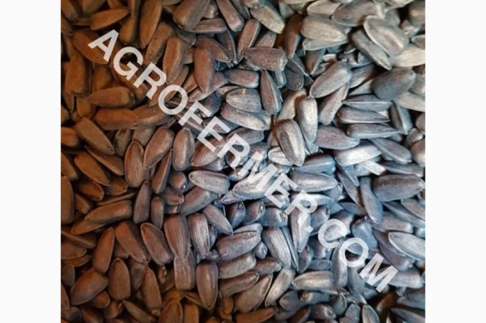 Семена подсолнечника PAYTON F 236 (под гранстар) канадский трансгенный гибрид- фото № 3