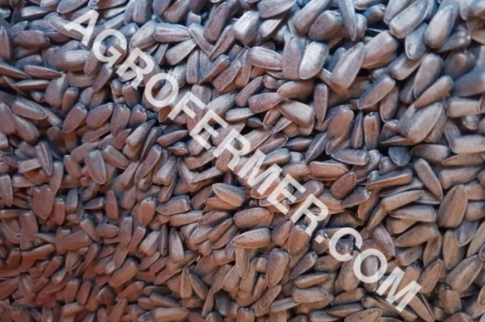 Семена подсолнечника PAYTON F 236 (под гранстар) канадский трансгенный гибрид- фото № 4