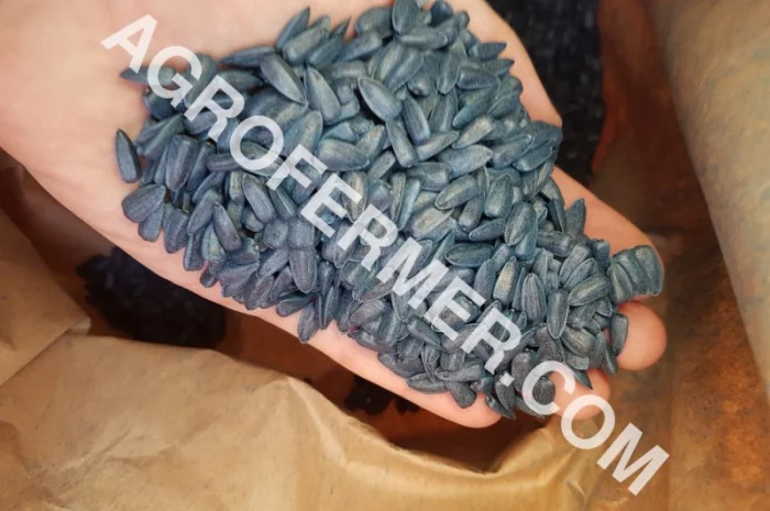 Семена подсолнечника PAYTON F 236 (под гранстар) канадский трансгенный гибрид- фото № 5