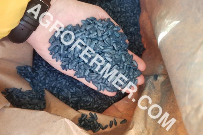 Семена подсолнечника PAYTON F 236 (под гранстар) канадский трансгенный гибрид- фото № 6