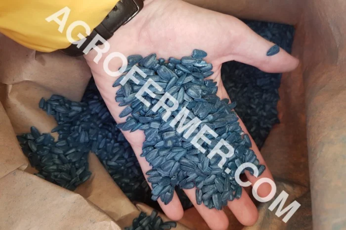 Семена подсолнечника PAYTON F 236 (под гранстар) канадский трансгенный гибрид- фото № 7