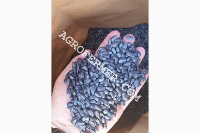 Семена подсолнечника MADOC (под евролайтинг) Канадский трансгенный гибрид- фото № 1