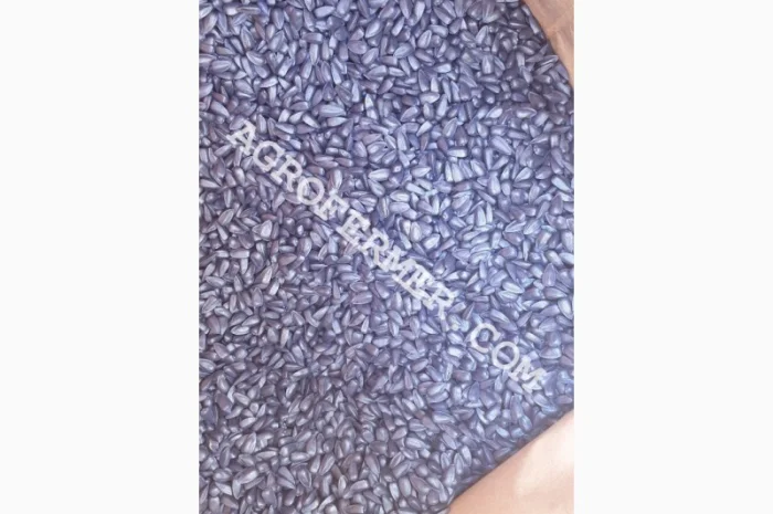 Семена подсолнечника MADOC (под евролайтинг) Канадский трансгенный гибрид- фото № 2