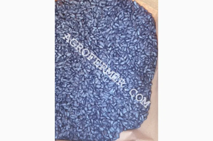 Семена подсолнечника MADOC (под евролайтинг) Канадский трансгенный гибрид- фото № 3