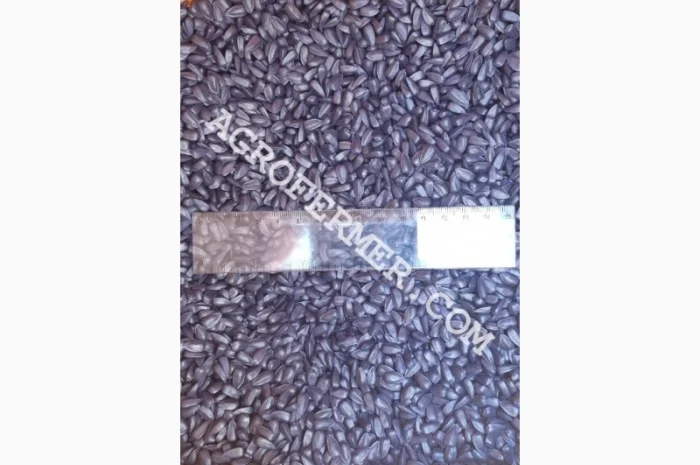 Семена подсолнечника MADOC (под евролайтинг) Канадский трансгенный гибрид- фото № 4