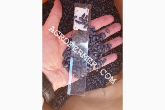 Семена подсолнечника MADOC (под евролайтинг) Канадский трансгенный гибрид- фото № 5