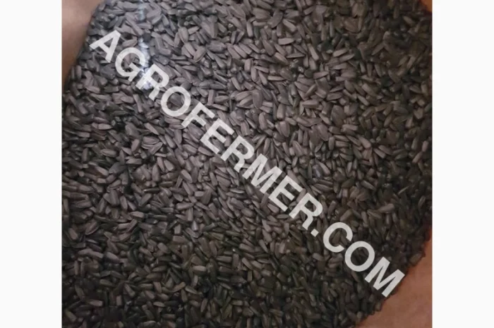 Семена масличного подсолнечника NELSON F - 699 Канадский трансгенный гибрид- фото № 1