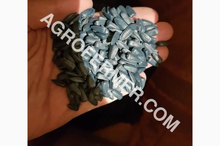 Семена масличного подсолнечника NELSON F - 699 Канадский трансгенный гибрид- фото № 2